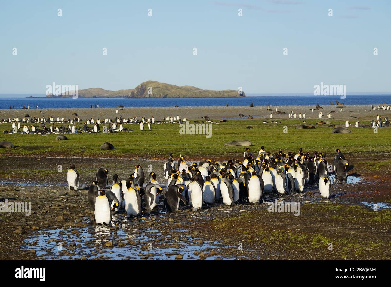 Colonia di pinguini re a 'Salisbury Plain' sulla Georgia del Sud. Giovani marroni e morbidi nel mezzo. L'oceano e un'isola sullo sfondo. Foto Stock
