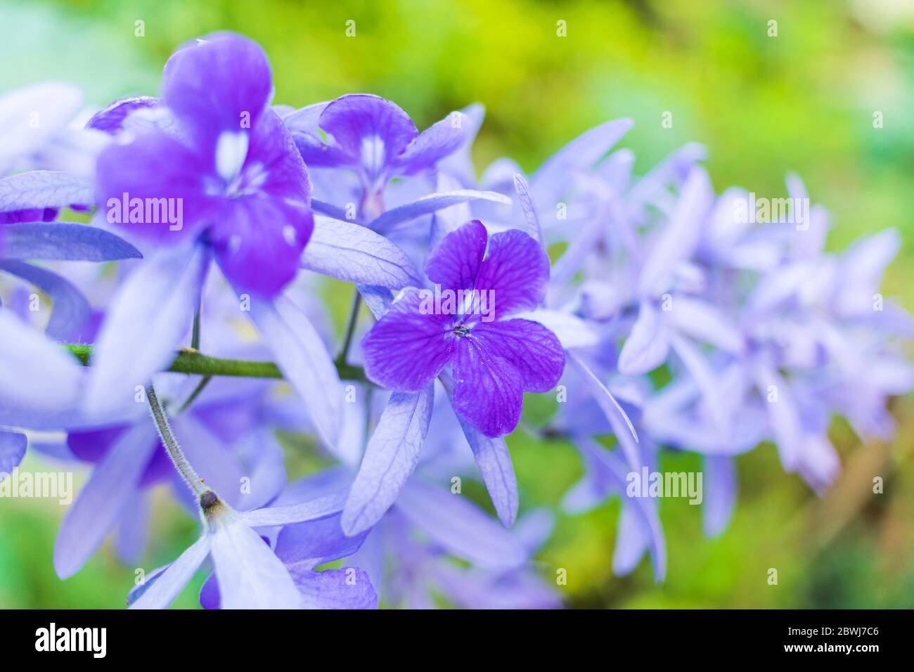 Bella vite di corona viola (Petrea Volubilis) o fiore di vite di corona della regina su sfondo sfocato Foto Stock