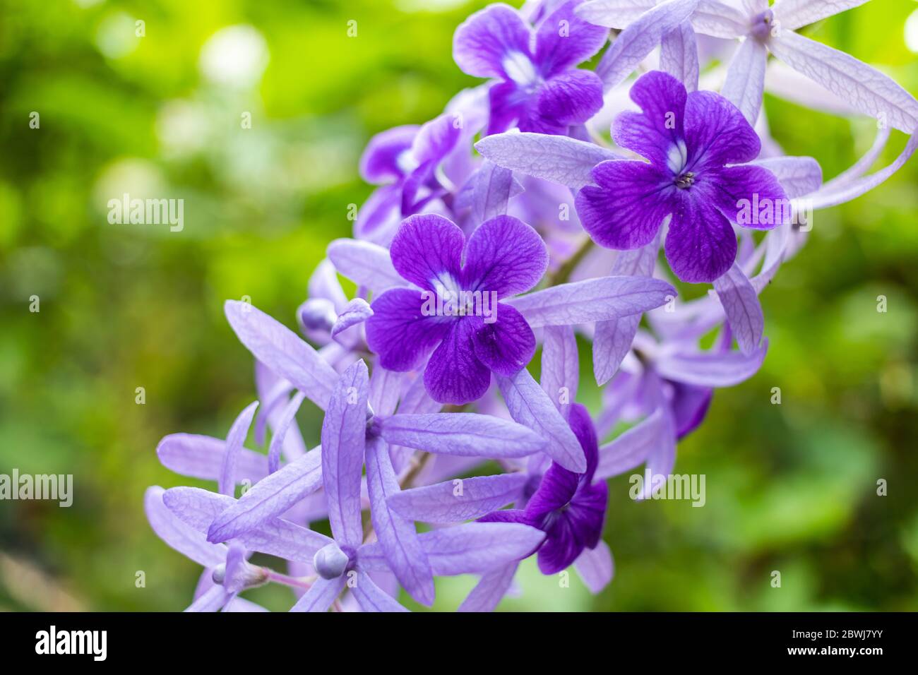 Bella vite di corona viola (Petrea Volubilis) o fiore di vite di corona della regina su sfondo sfocato Foto Stock