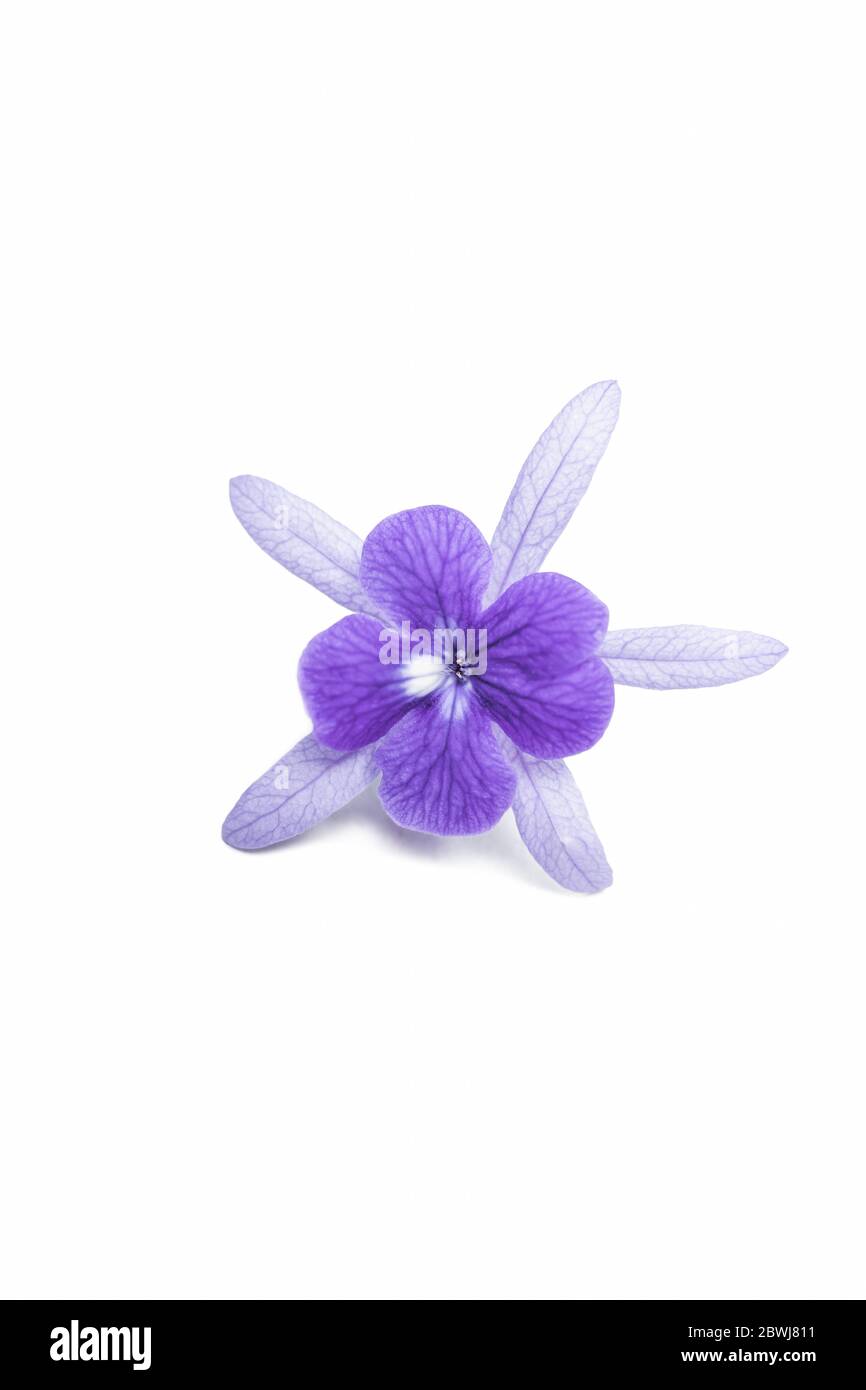 Bella fiore singolo primo piano di vite di corona viola (Petrea Volubilis) o fiore di vite di corona della regina isolato su sfondo bianco Foto Stock