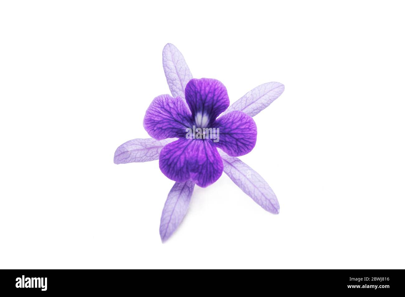 Bella fiore singolo primo piano di vite di corona viola (Petrea Volubilis) o fiore di vite di corona della regina isolato su sfondo bianco Foto Stock