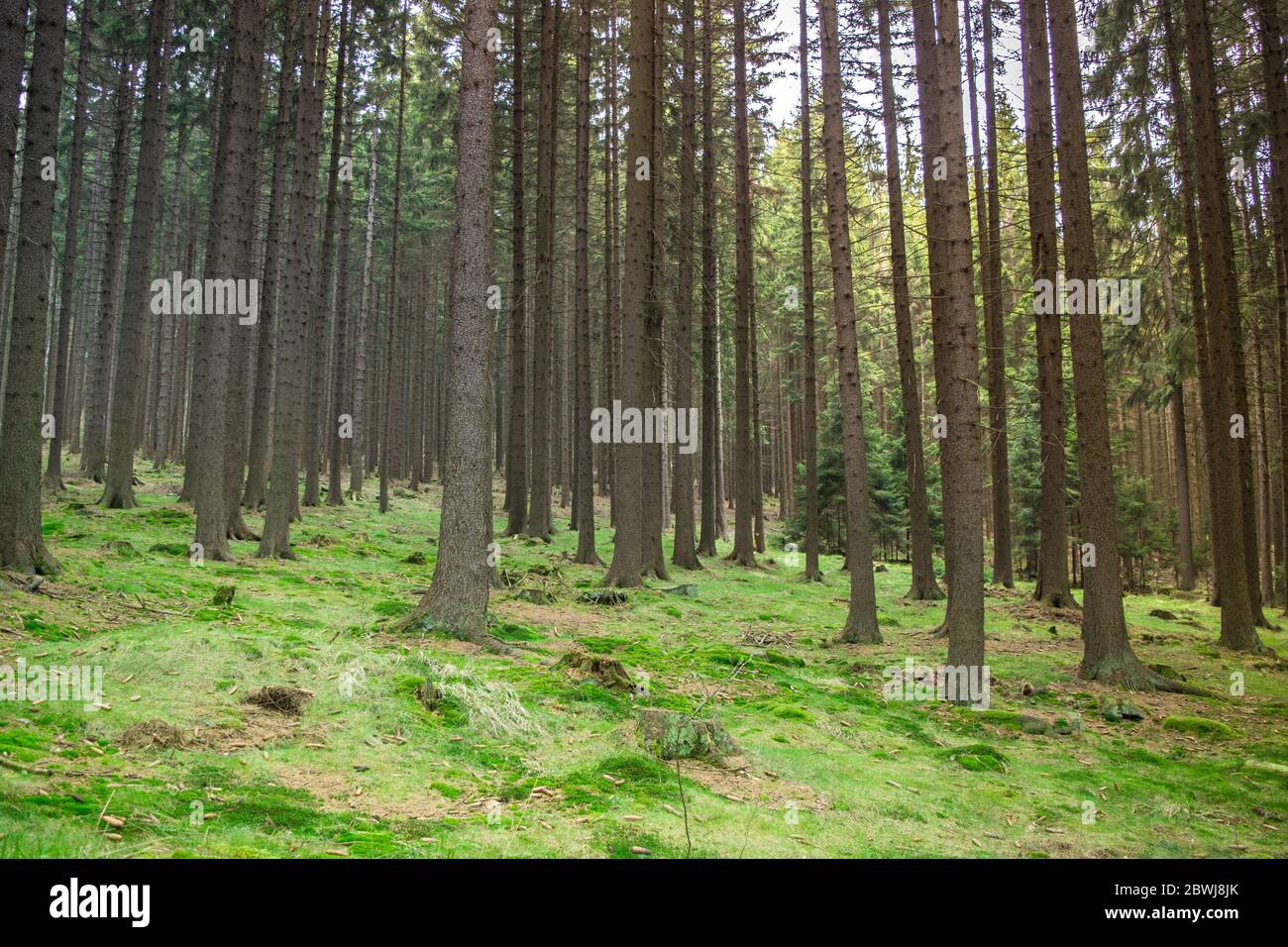 Verde foresta di conifere europea Foto Stock