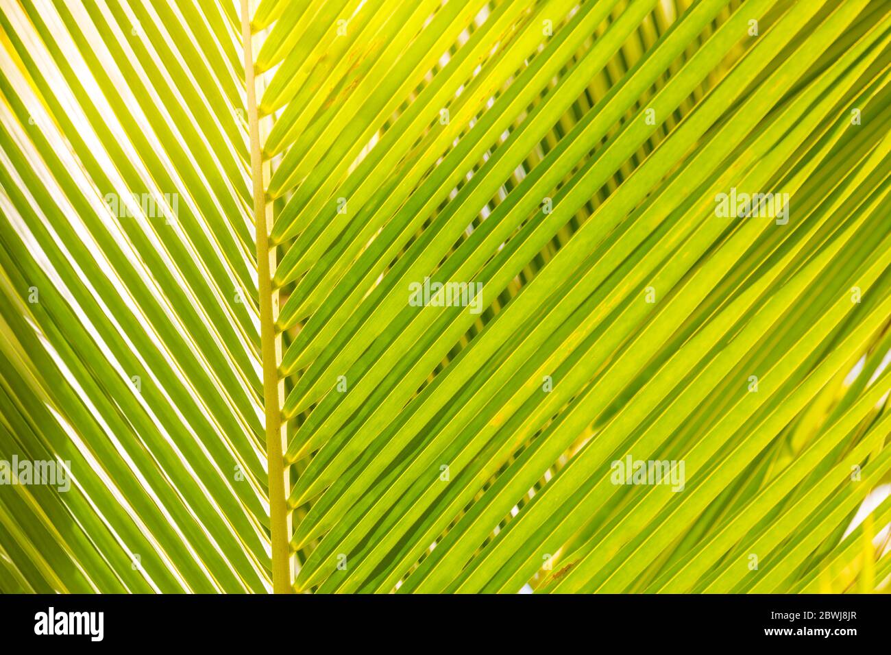 Goccia d'acqua su foglia tropicale di banana palma, verde scuro fogliame, sfondo natura. Modello di natura esotica Foto Stock