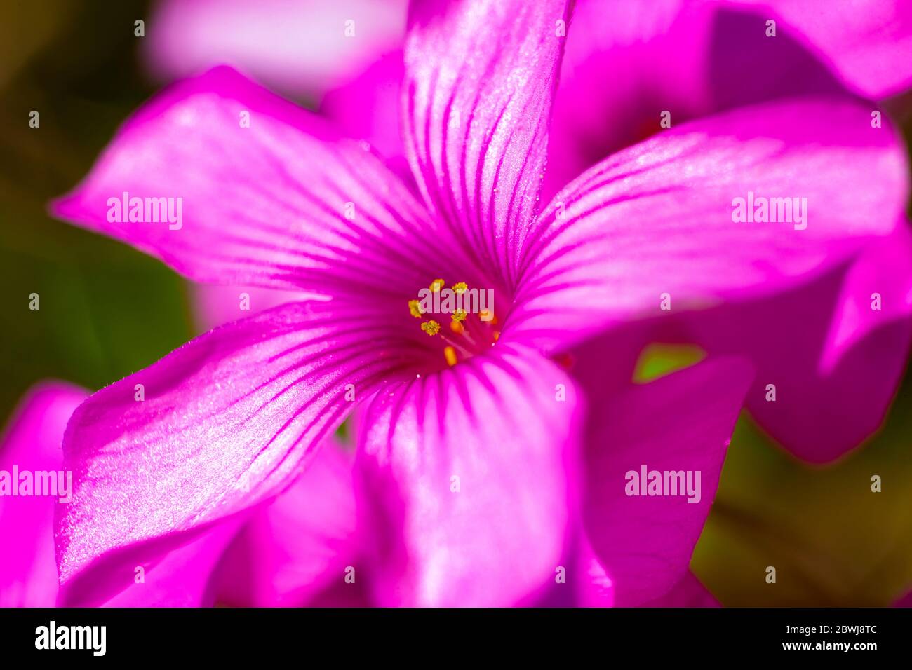 Macro Foto di Geranium Flower Rosa & lucentro Foto Stock
