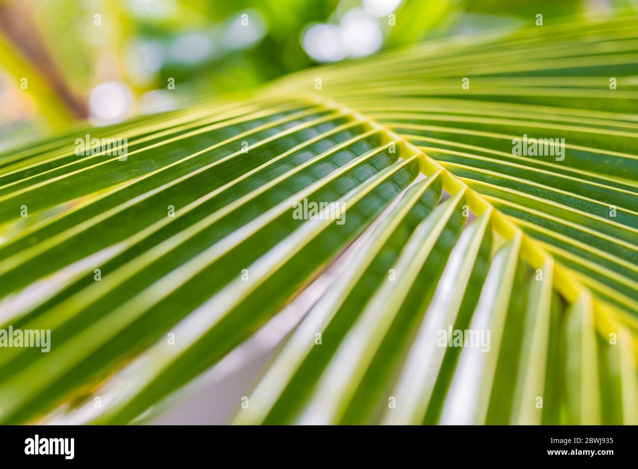 Goccia d'acqua su foglia tropicale di banana palma, verde scuro fogliame, sfondo natura. Modello di natura esotica Foto Stock