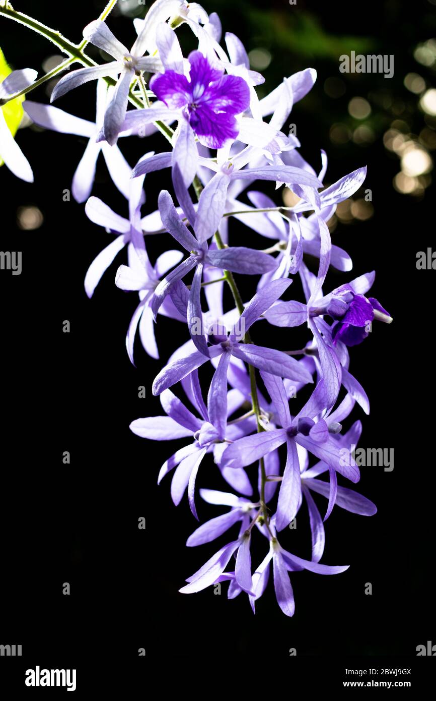 Bella vite di corona viola (Petrea Volubilis) o fiore di vite di corona della regina su sfondo sfocato Foto Stock