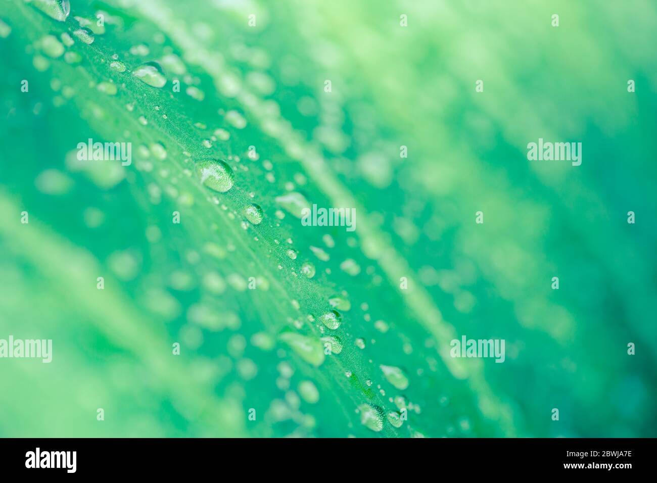 Bella foglia verde con gocce d'acqua. Gocce di rugiada al mattino bagliore al sole. Bella struttura foglia in natura Foto Stock