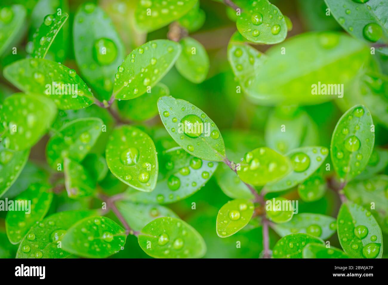 Bella foglia verde con gocce d'acqua. Gocce di rugiada al mattino bagliore al sole. Bella struttura foglia in natura Foto Stock