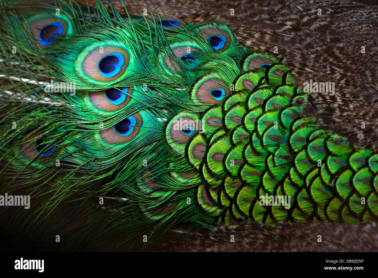 Primo piano pavoni, dettagli colorati e belle piume di pavone.Macro fotografia. Foto Stock