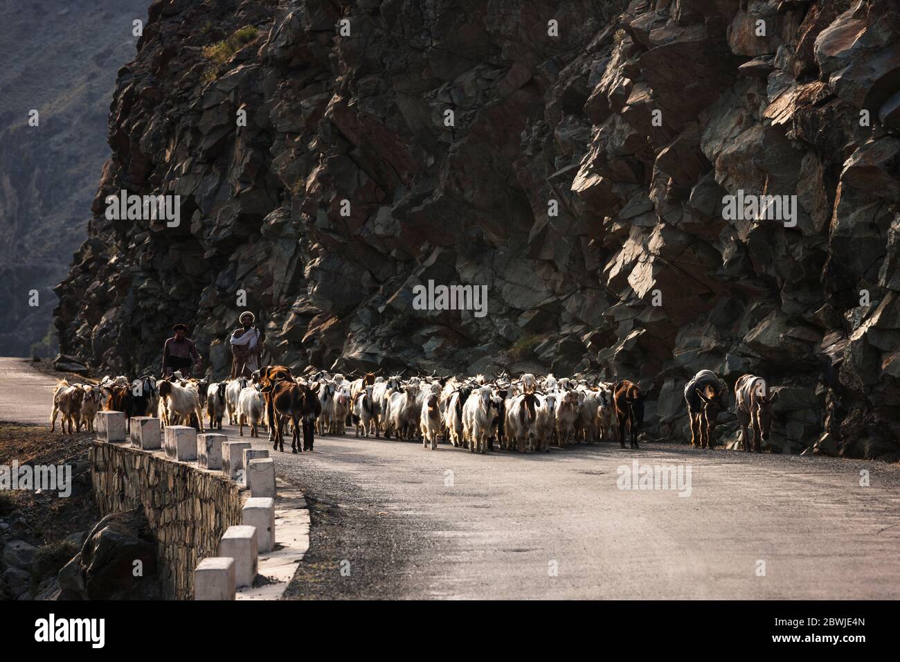 Pastore e capre su Karakoram Highway, Indo Valley, Karakoram montagna, Gilgit-Baltistan Provincia, aree del Nord, Pakistan, Asia del Sud, Asia Foto Stock