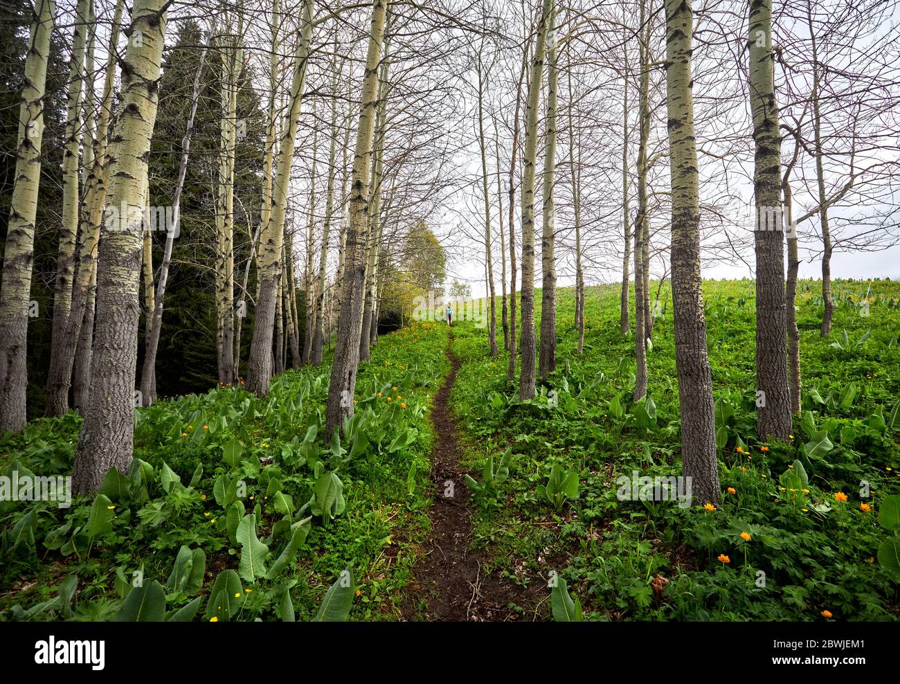 Piccolo turista con zaino verde è a piedi nella valle della foresta di montagna in primavera in Kazakistan Foto Stock