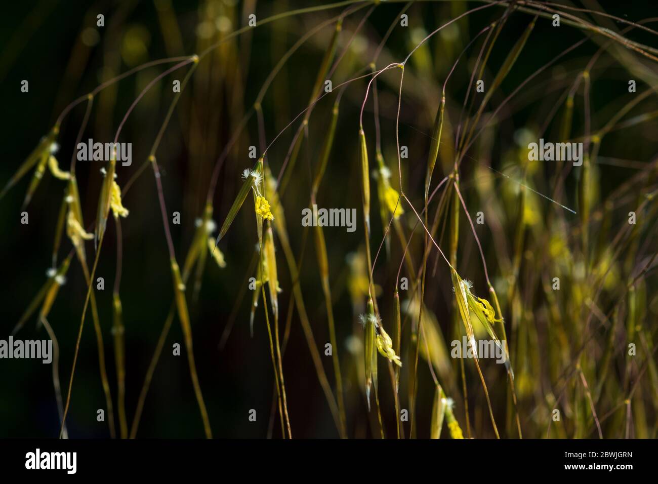 Stipa Gigantea in fiore. Foto Stock