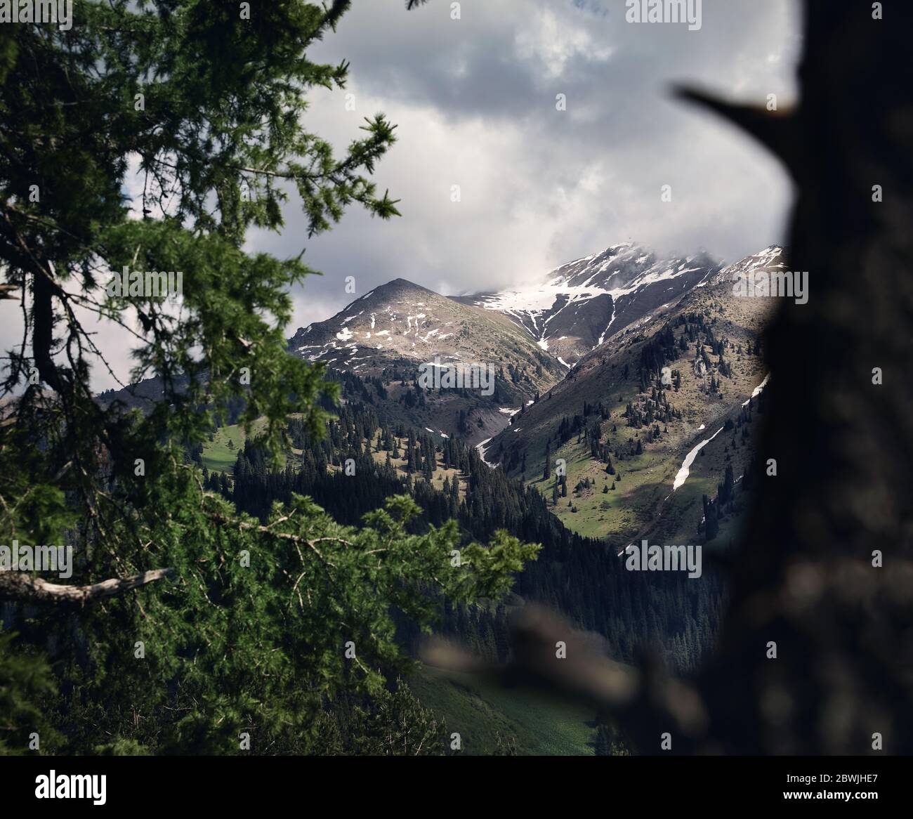 Splendido paesaggio idilliaco di pineta nella valle di montagna in un giorno nuvoloso Foto Stock