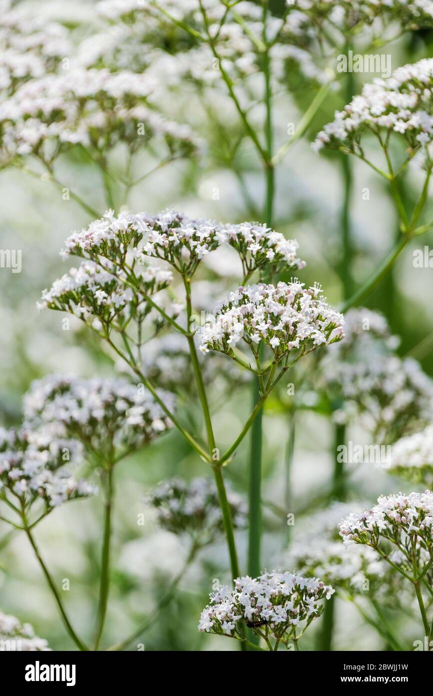 I gruppi di fiori bianchi di Valeriana officinalis, eliotropo da giardino, valeriano comune o tutti guariscono, valeriano da giardino o valeriano, un'erba Foto Stock