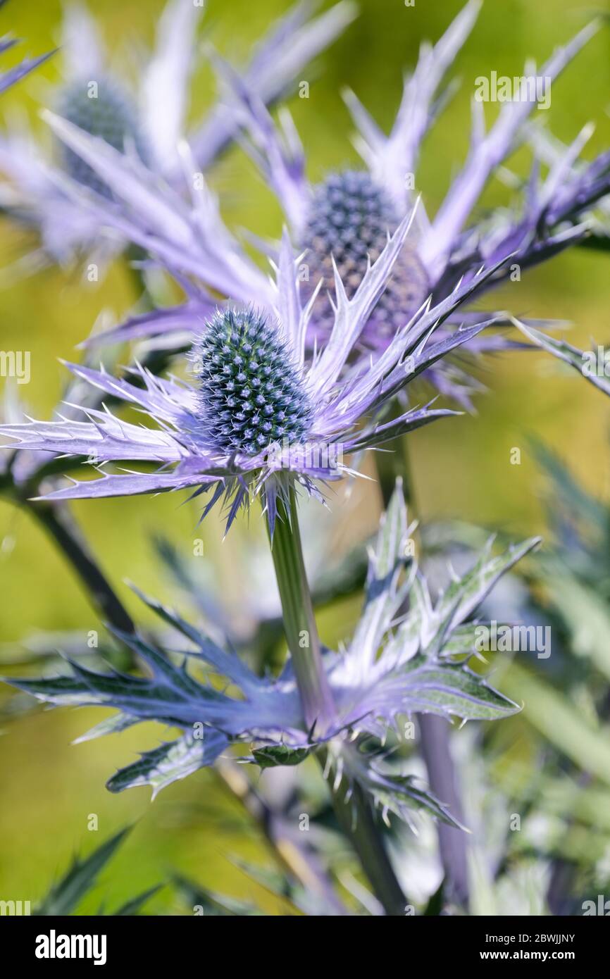 Fiori blu di Eryngium zabelii 'Big Blue'. Sea Holly "Big Blue" Foto Stock