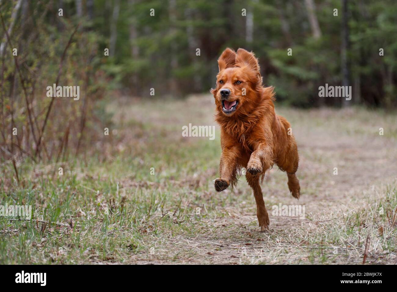 Golden Retriever cane in aria come corre. Foto Stock