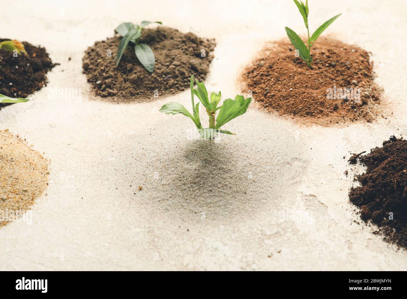 Tipi diversi di terreno con piante verdi su sfondo chiaro Foto Stock