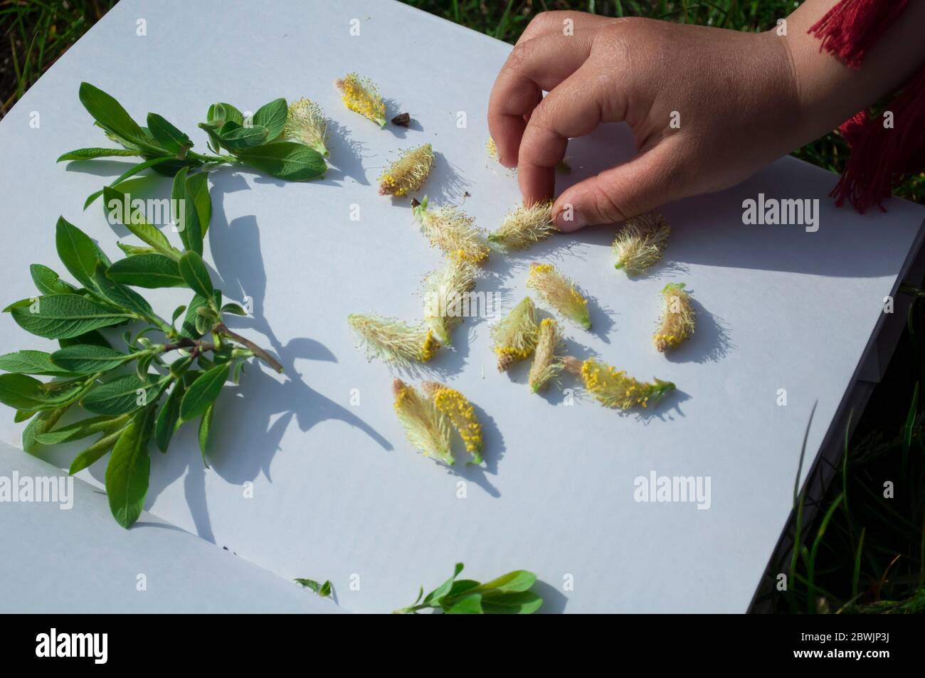 Mano di una bambina che mette foglie di salice verde e fiori in un album, raccogliendo erbario. Foto in una giornata di sole, luce del giorno Foto Stock