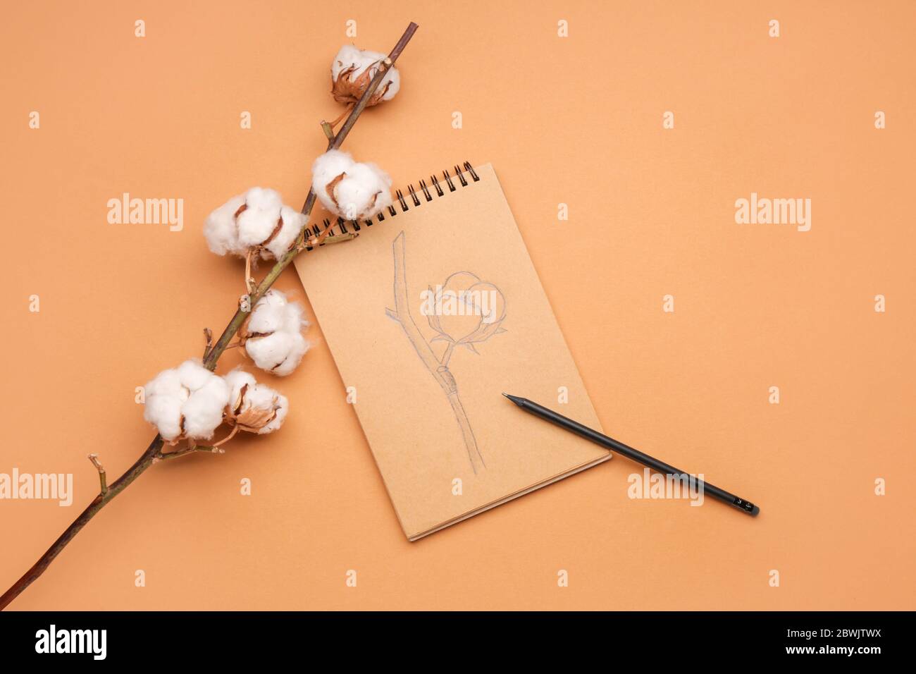 Bellissimi fiori di cotone e notebook con disegno su sfondo a colori Foto Stock