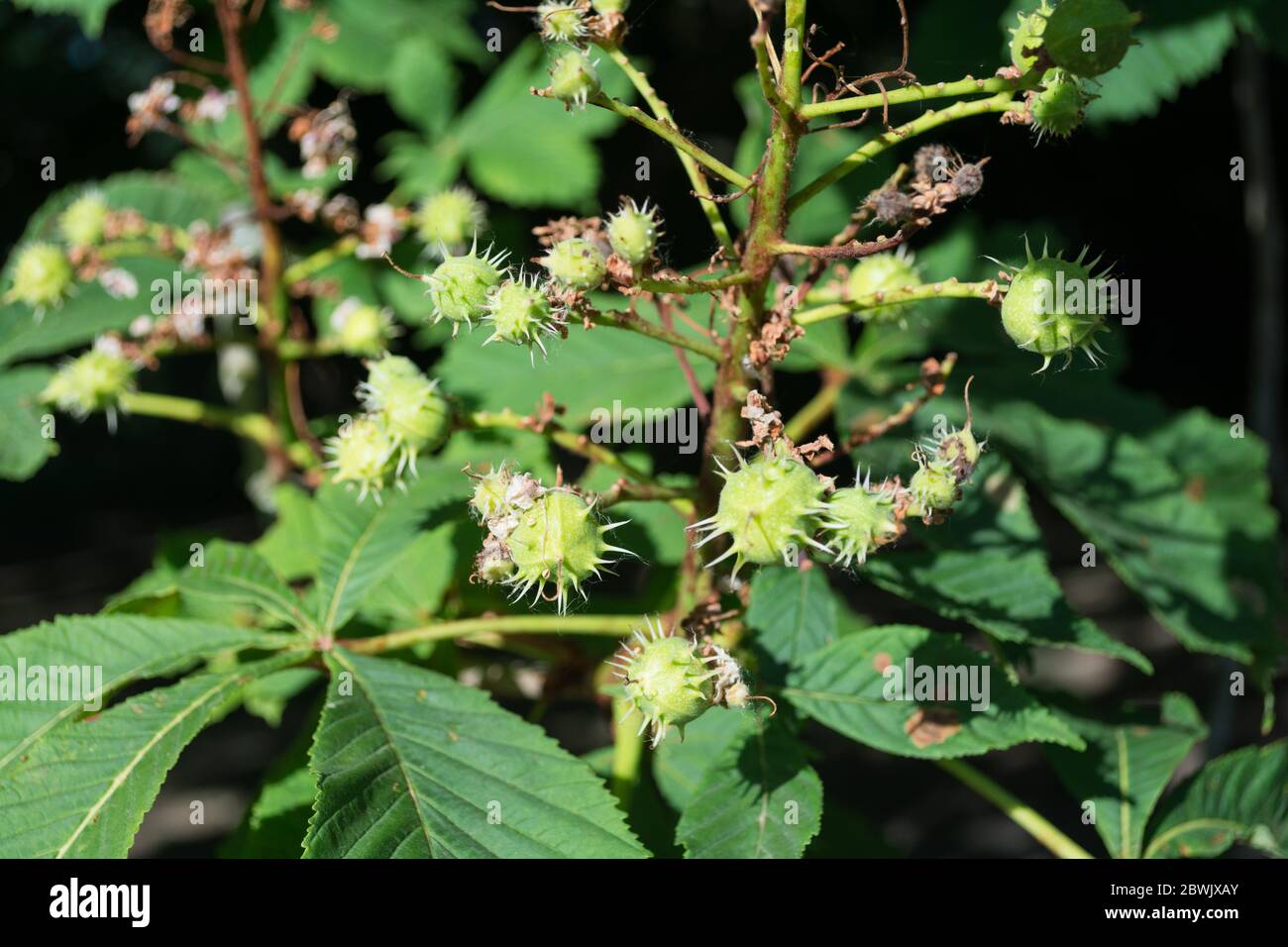 Baby conker e blottch di foglie su un albero di castagno di cavallo Foto Stock