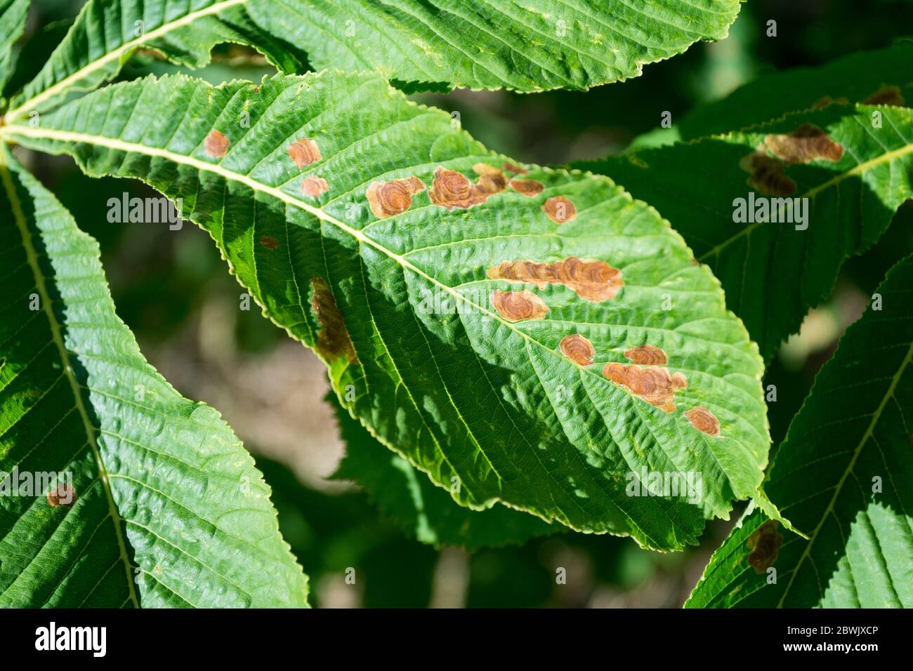 Infezione da blottch di foglia su un albero di castagno di cavallo causato dal fungo, Phyllossicta paviae. Foto Stock