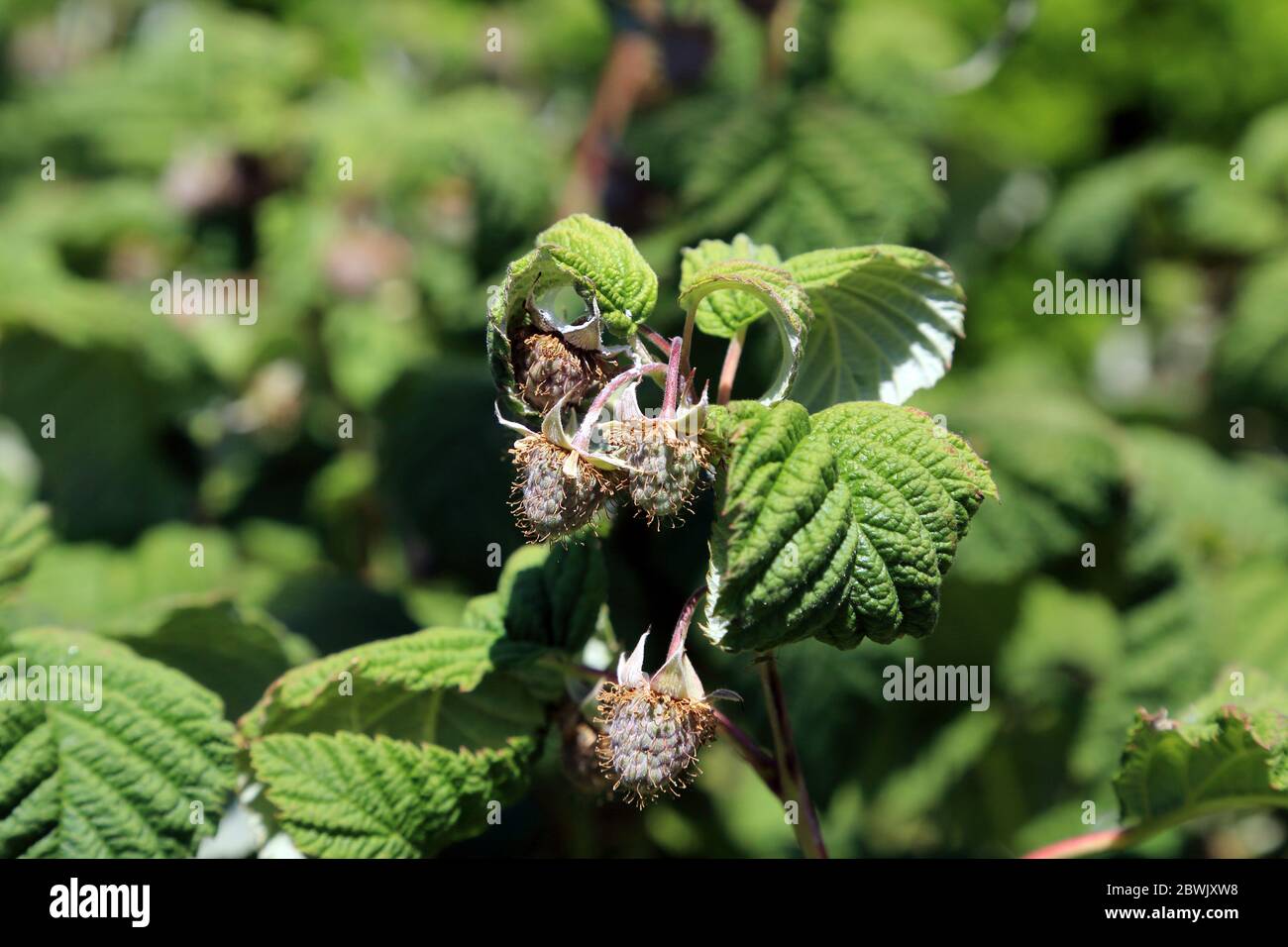 Lamponi verdi giovani su una macchia di lamponi in giardino a Kent, Regno Unito Foto Stock