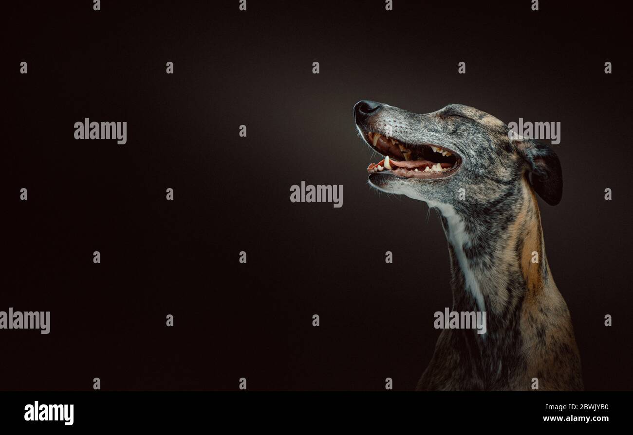 Cane da whippet super felice. Scatto in studio. Moody luce scura, sfondo scuro. Foto Stock