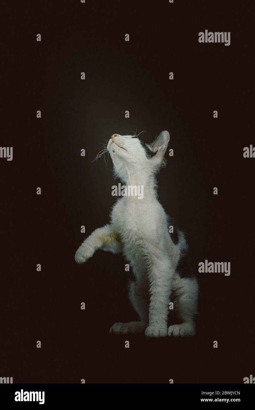 Gattino Don Sphynx con pelliccia corta. Scatto in studio. Moody luce scura, sfondo scuro. Foto Stock