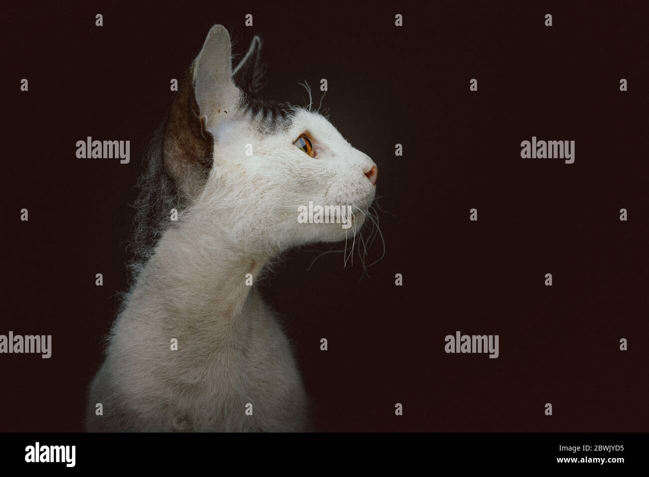 Gattino Don Sphynx con pelliccia corta. Scatto in studio. Moody luce scura, sfondo scuro. Foto Stock