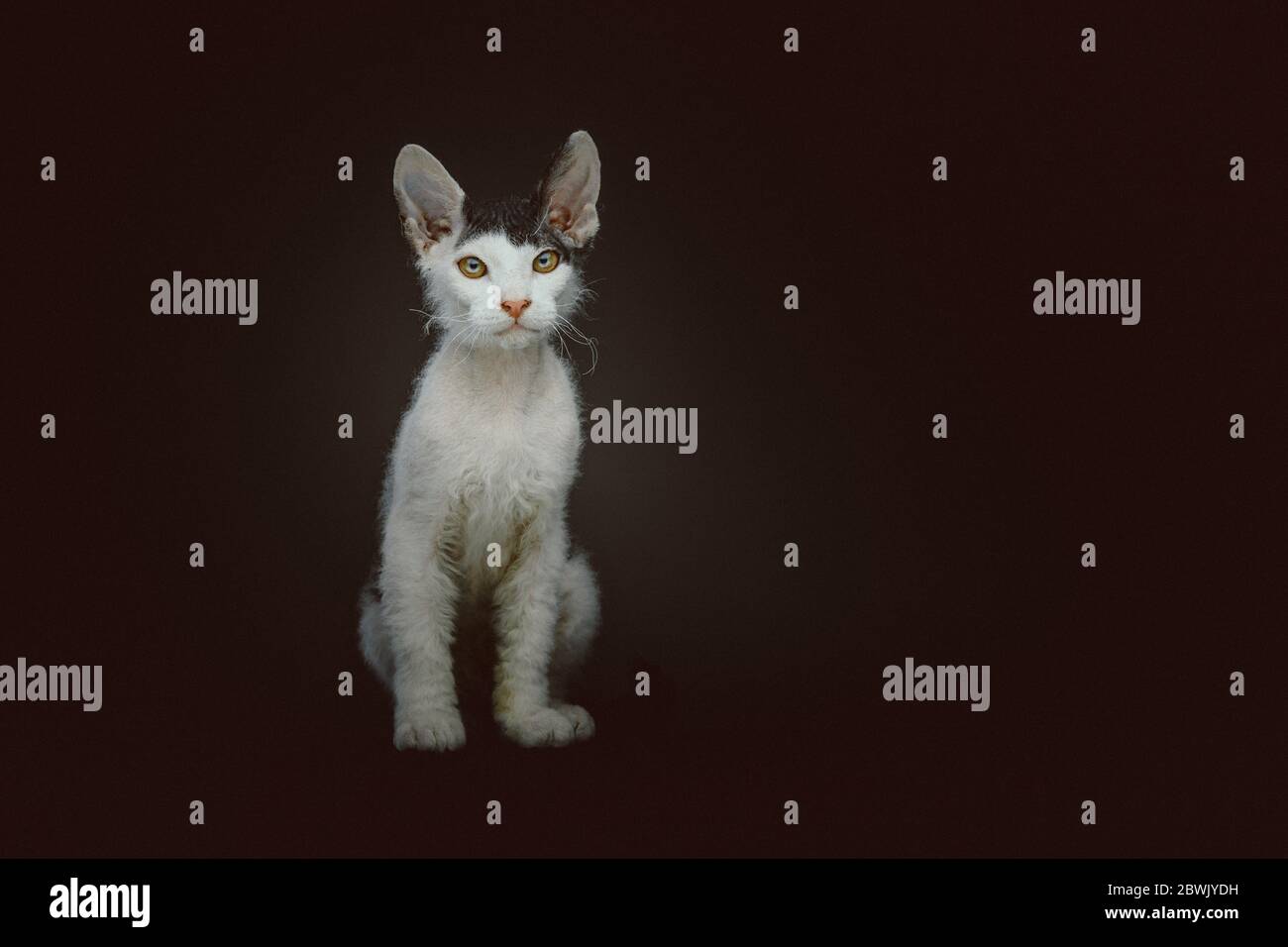 Gattino Don Sphynx con pelliccia corta. Scatto in studio. Moody luce scura, sfondo scuro. Foto Stock