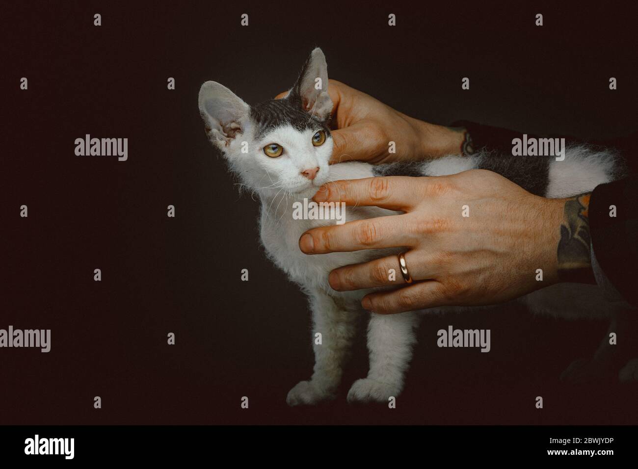Gattino Don Sphynx con pelliccia corta. Scatto in studio. Moody luce scura, sfondo scuro. Foto Stock