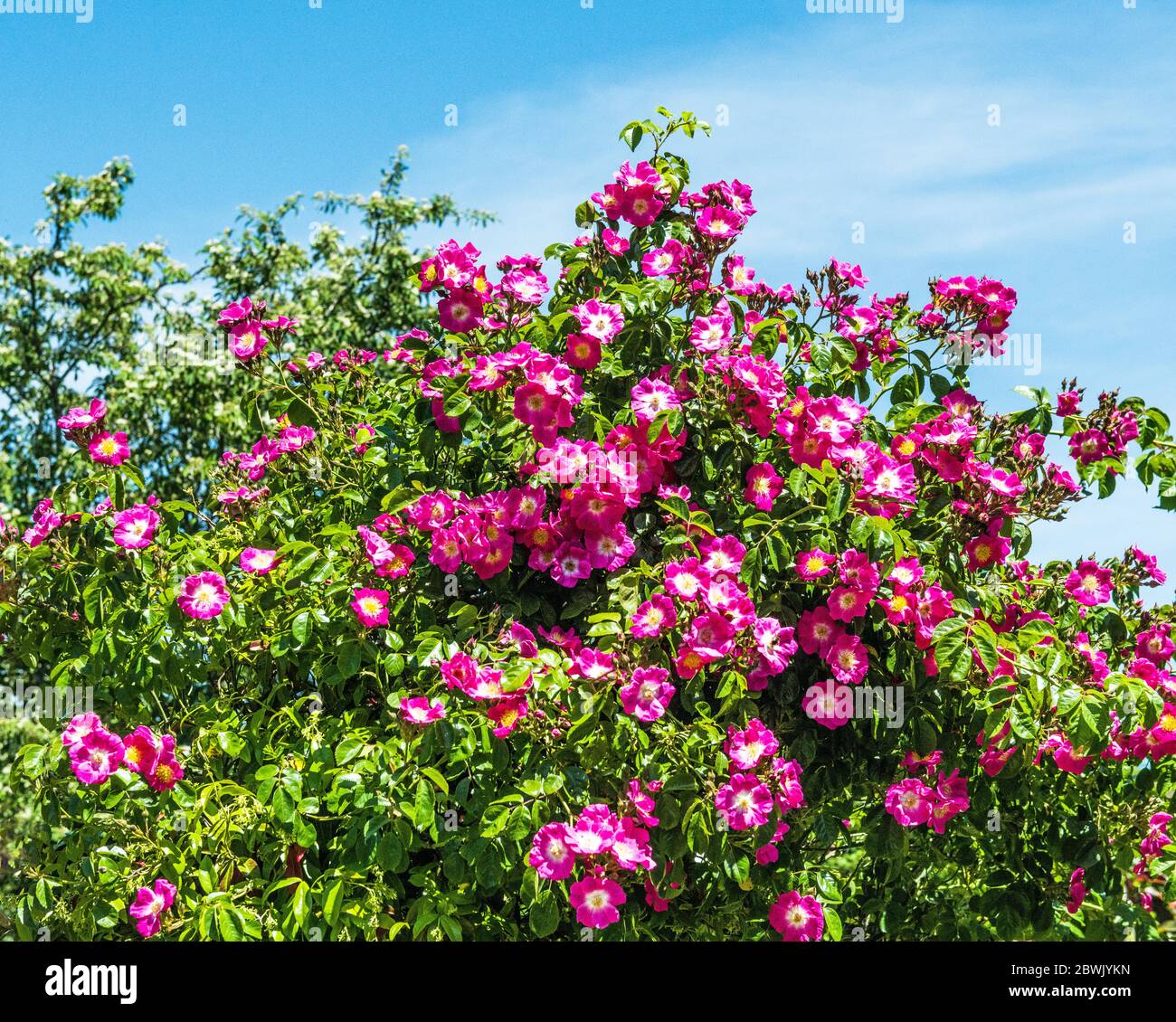 Una fioritura di rosa rosso che arrampica rose rampicanti contro un cielo blu in giugno in un giardino posteriore Foto Stock