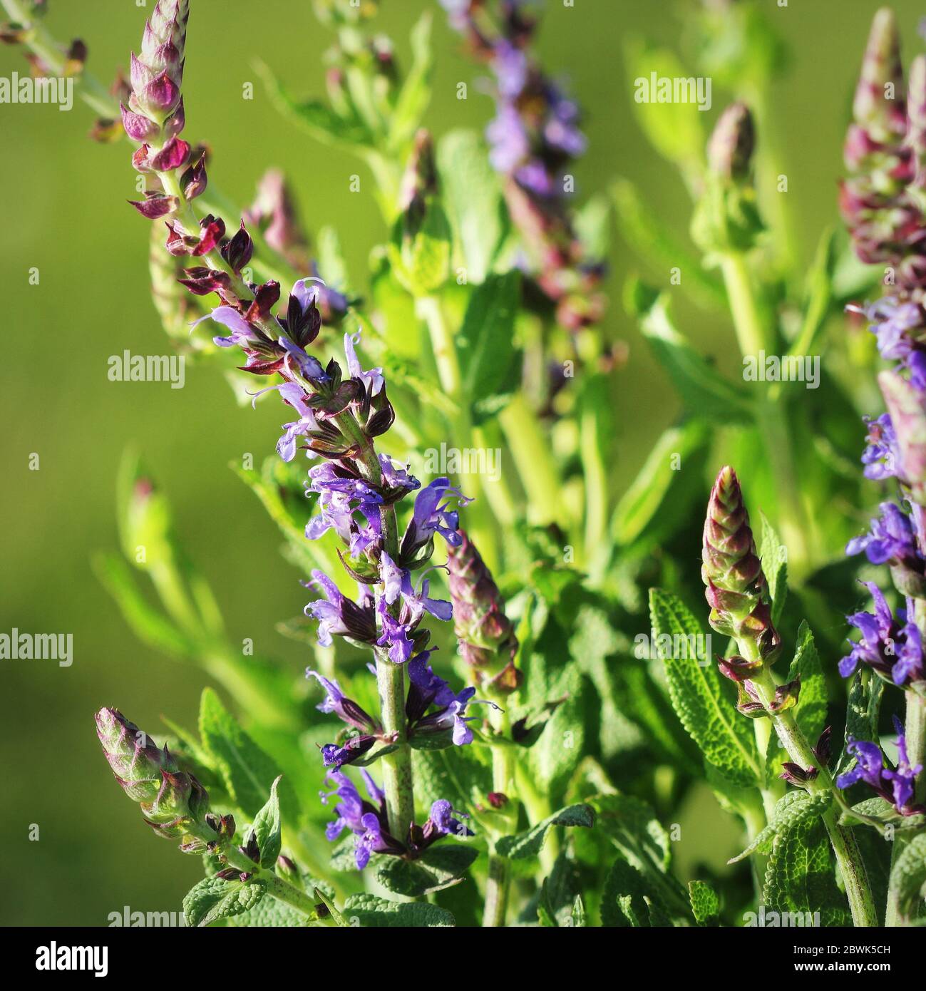 Estate fiorito di bella fioritura g vivace viola bosco fiore di salvia su sfondo verde Foto Stock