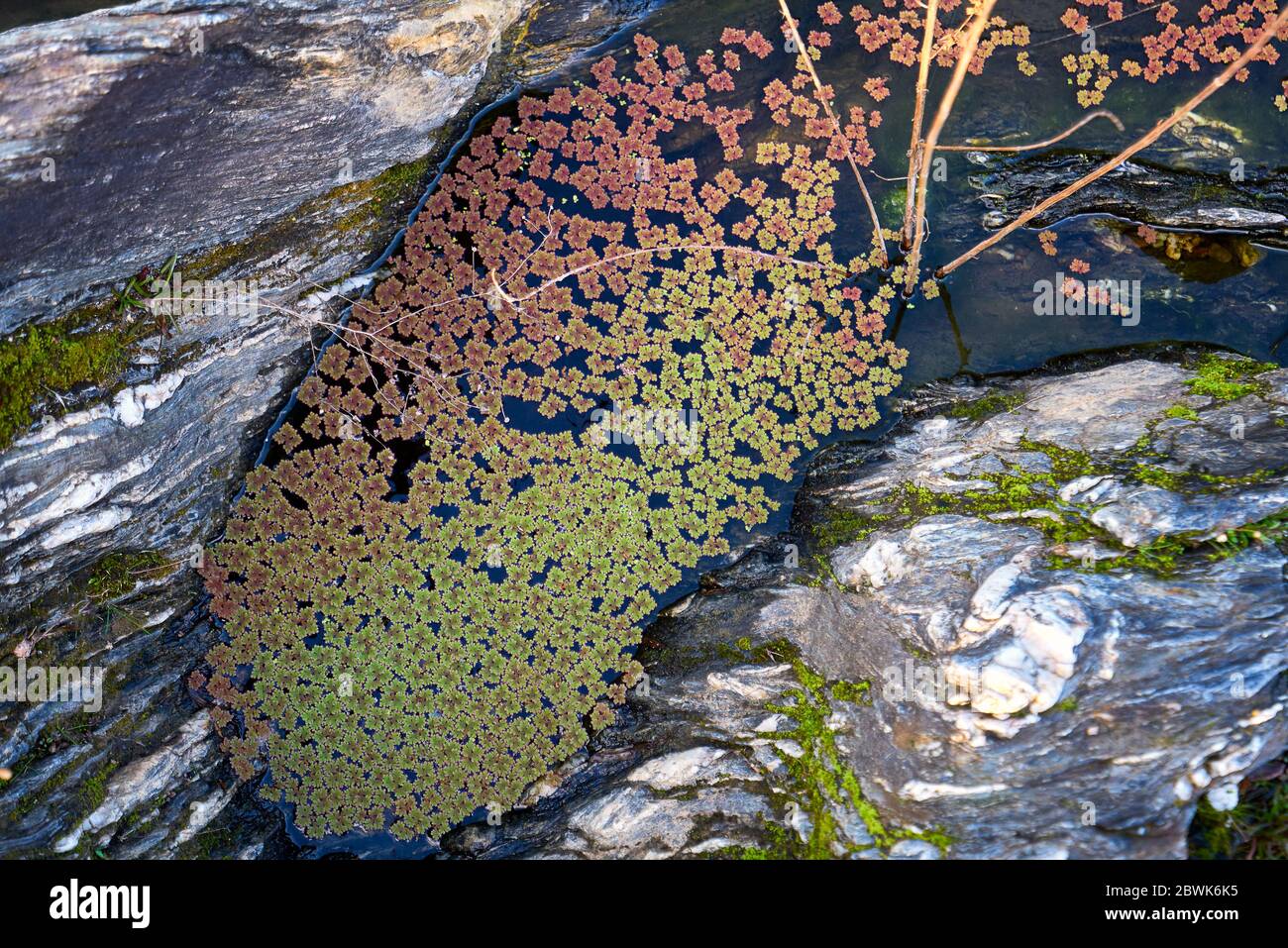 Laghetto naturale con piante d'acqua verde e rossa nella cascata di Puno do Lobo a Mertola, Portogallo al tramonto Foto Stock