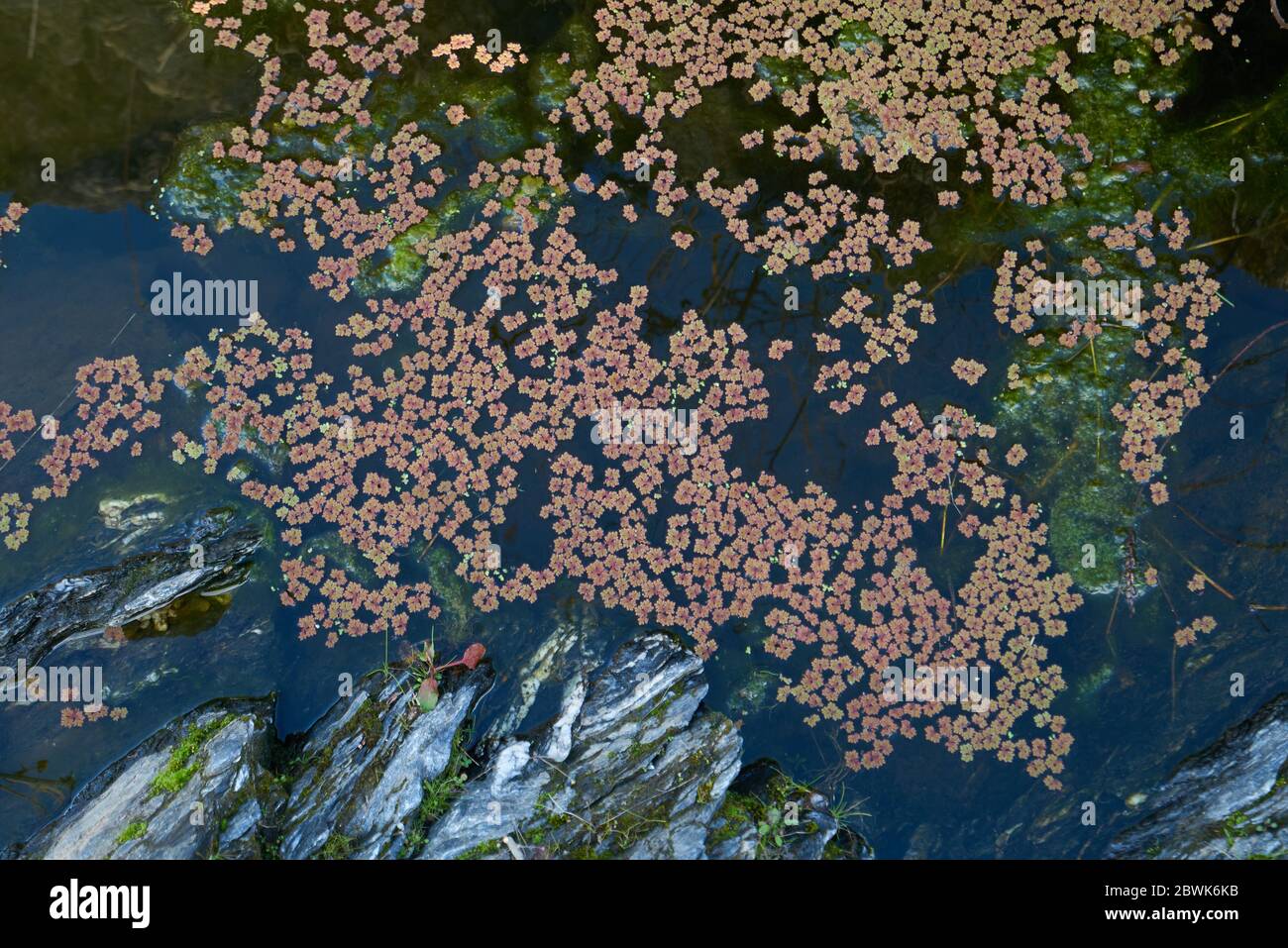 Laghetto naturale con piante d'acqua verde e rossa nella cascata di Puno do Lobo a Mertola, Portogallo al tramonto Foto Stock