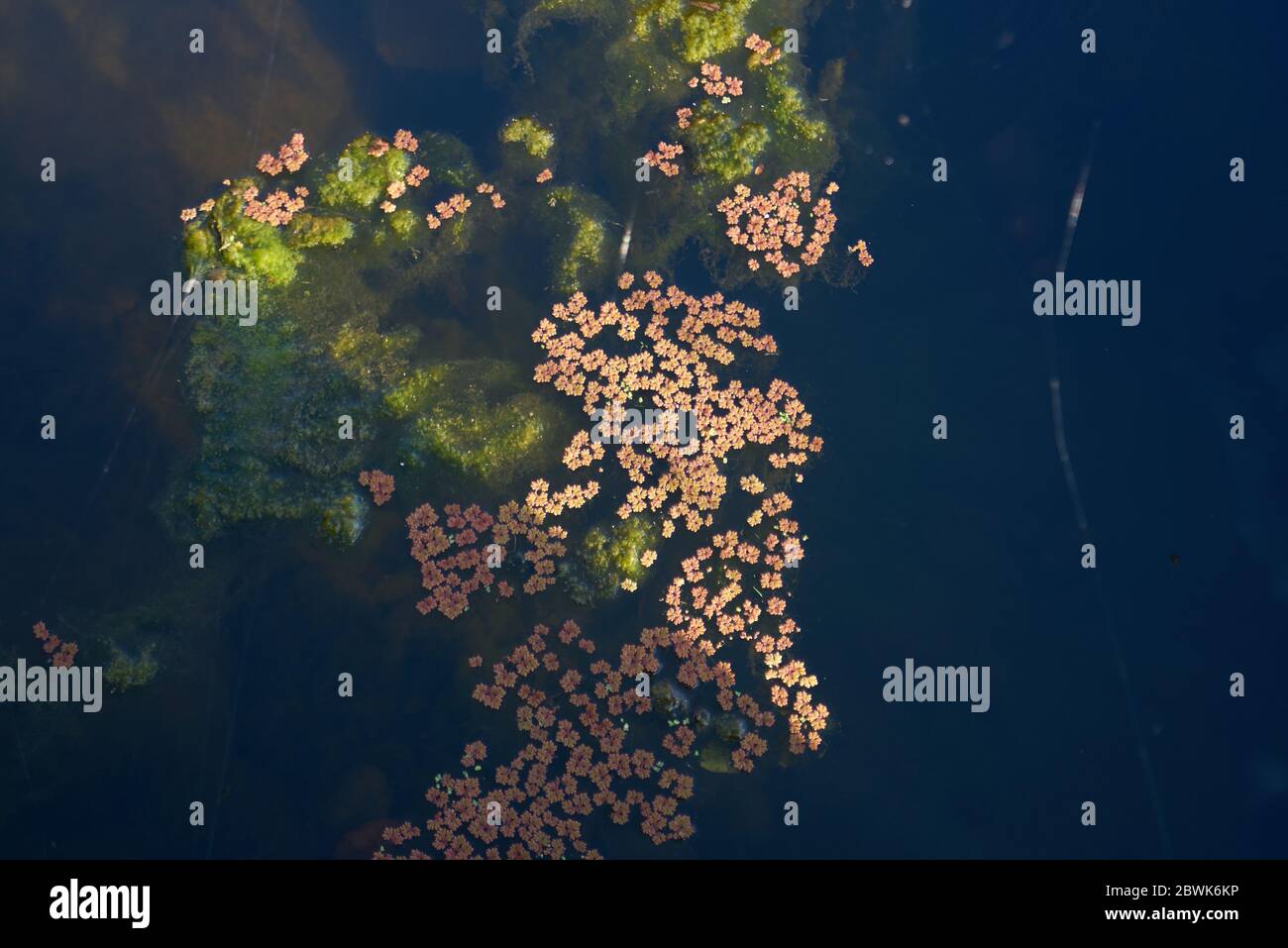 Laghetto naturale con piante d'acqua verde e rossa nella cascata di Puno do Lobo a Mertola, Portogallo al tramonto Foto Stock