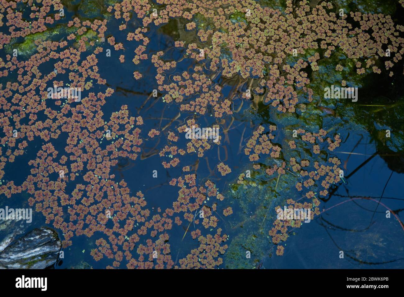 Laghetto naturale con piante d'acqua verde e rossa nella cascata di Puno do Lobo a Mertola, Portogallo al tramonto Foto Stock