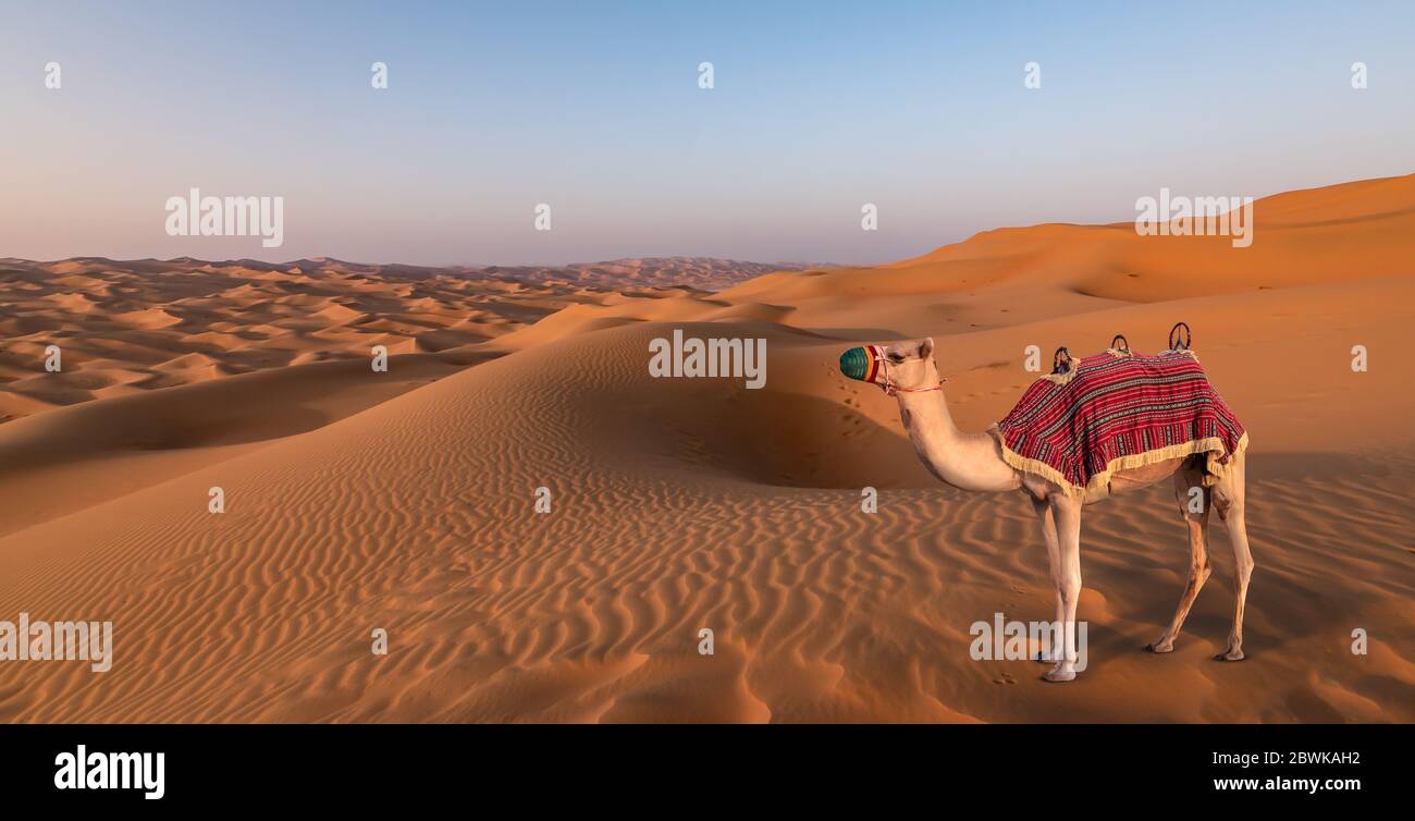 Cammello nel deserto. Emirati Arabi Uniti. Foto Stock