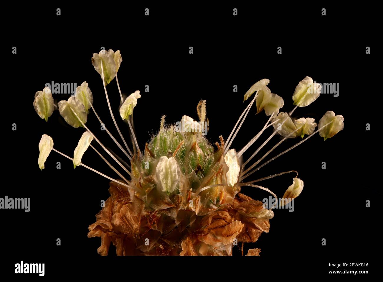 Plantain di Ribwort (Plantago lanceolata). Fiori Closeup Foto Stock