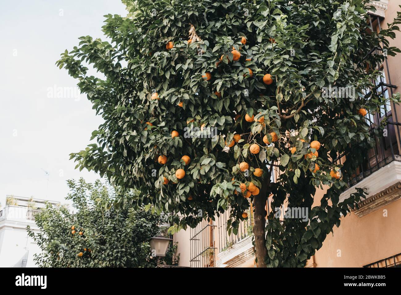 Vista ad angolo basso di un albero arancione decorativo su una strada a Siviglia, Andalusia, Spagna. Foto Stock