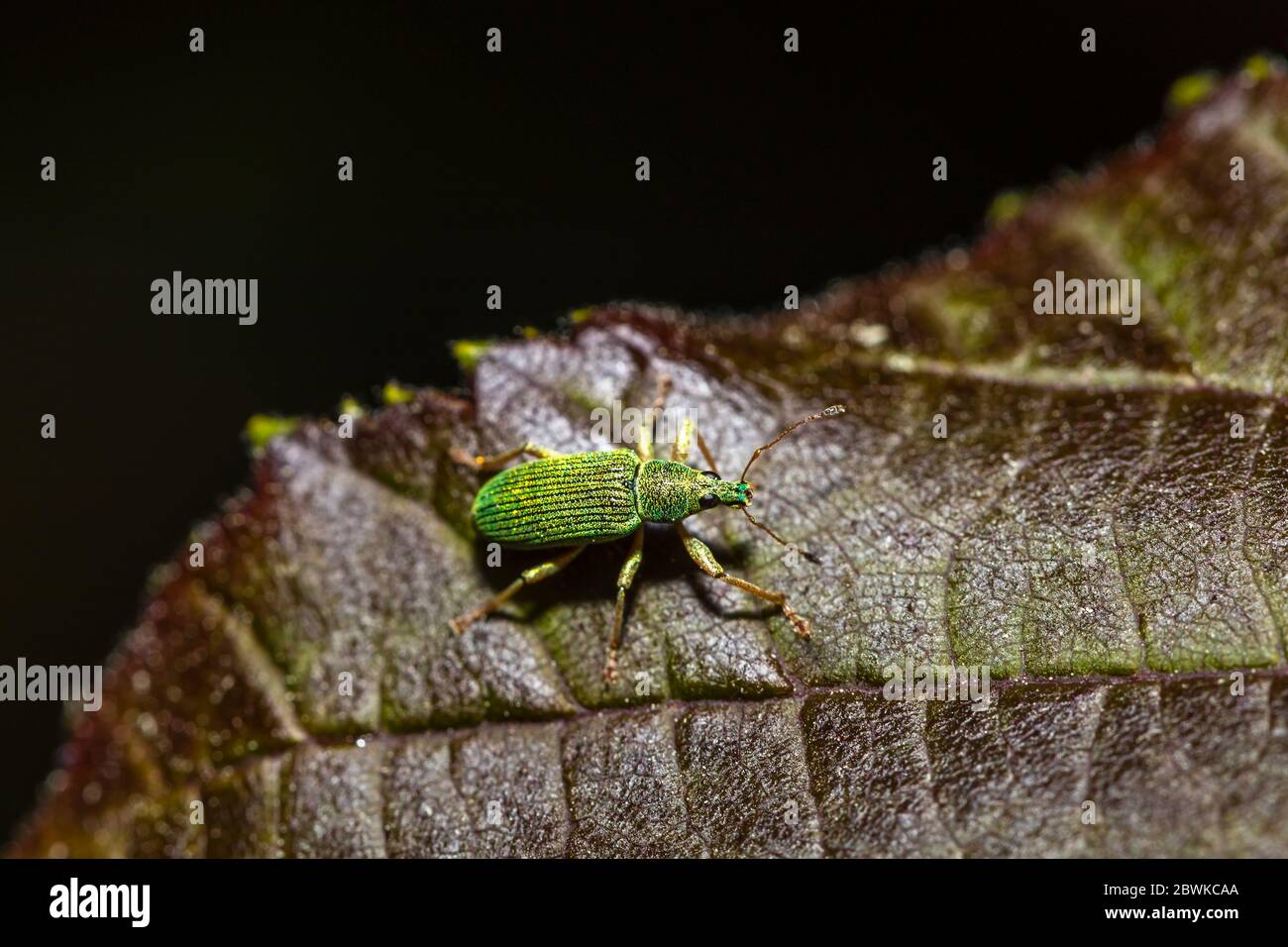 Un piccolo e luminoso dolce verde metallico (circa 5 mm), Polydrusus formosus, sulla foglia di un albero rosso sicomoro in un giardino in primavera nel Surrey, Regno Unito Foto Stock
