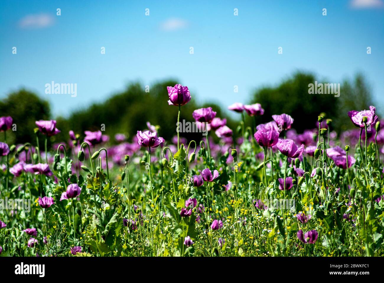 Flora : il campo di papavero viola Foto Stock
