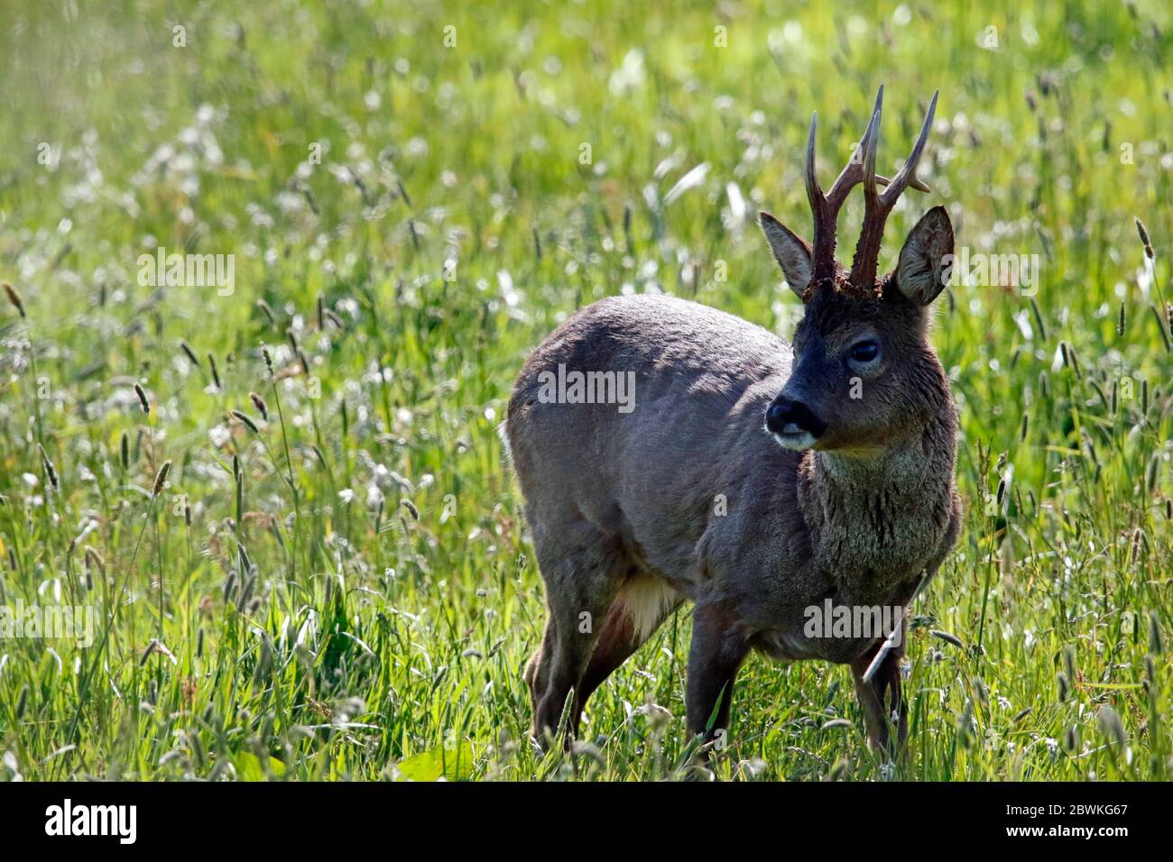 Capriolo maschile che pascolano nel prato al sole di primavera Foto Stock