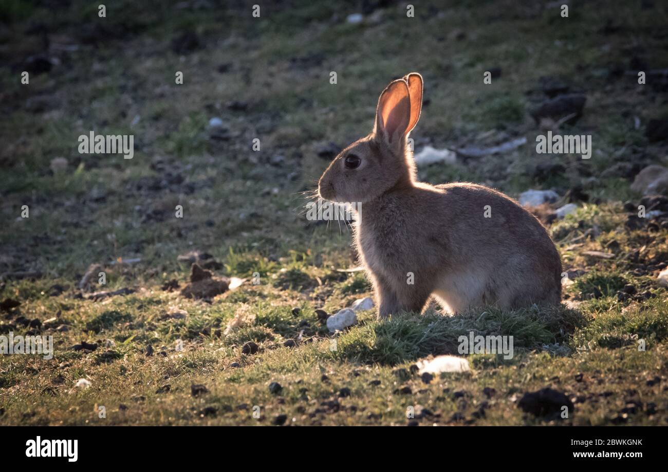 Conigli selvatici godendo di una serata estiva sul Sussex South Downs, Regno Unito. Foto Stock
