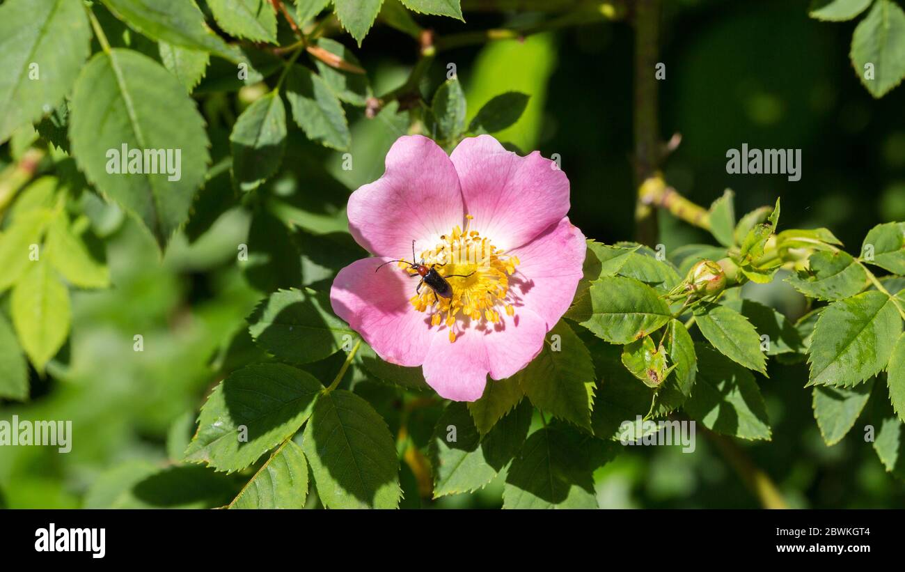 Primo piano di Rosa Canina (rosa cane) con piccolo bug. Fiore con petali rosa. Foto Stock