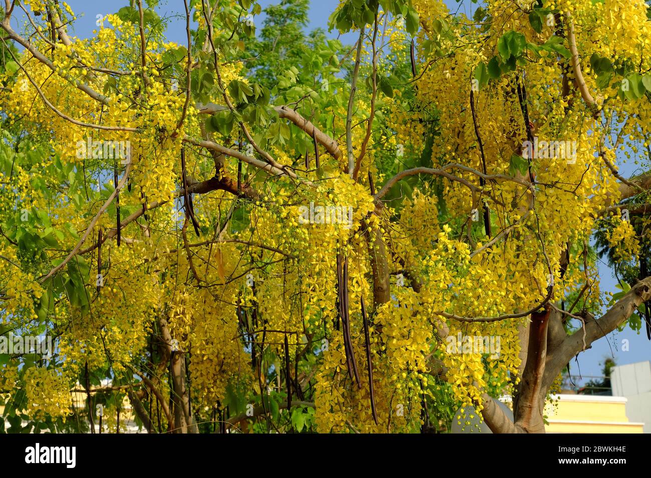 Bella doccia oro albero fiore giallo mazzo di fiori al parco, ho chi Minh città, Vietnam in estate, Cassia fistula così bello su cielo blu Foto Stock