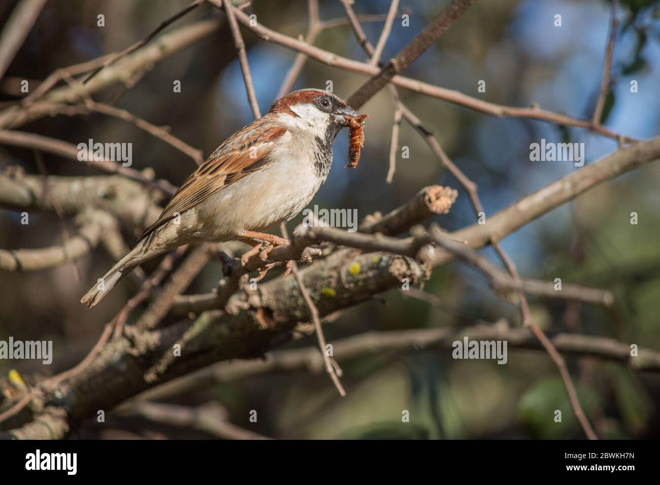 Casa Sparrow (Passer domesticus) arroccato su un ramo di albero con un bug nel suo becco Foto Stock