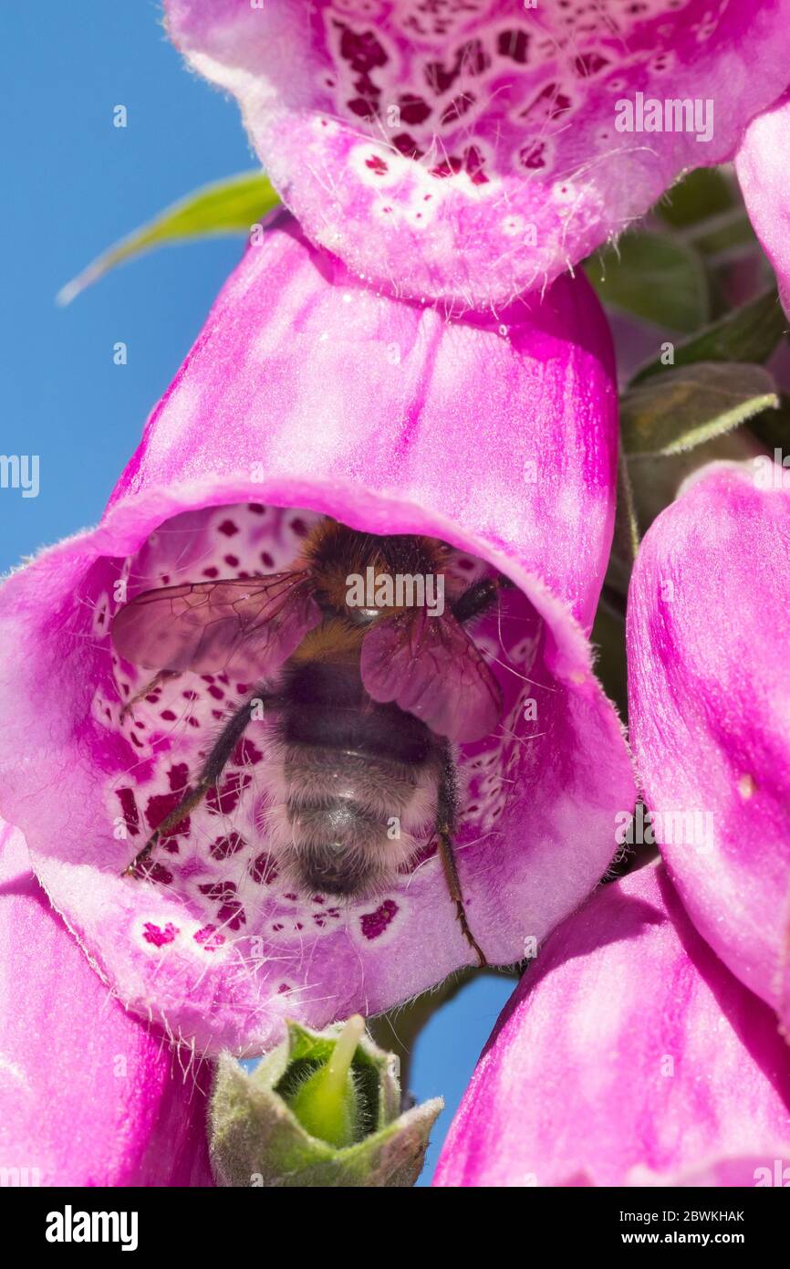 Piccolo giardino bomba ape (Bombus hortorum, Megabombus hortorum), fioritura presenza a foxglove, arrampicata all'interno del fiore, Germania Foto Stock