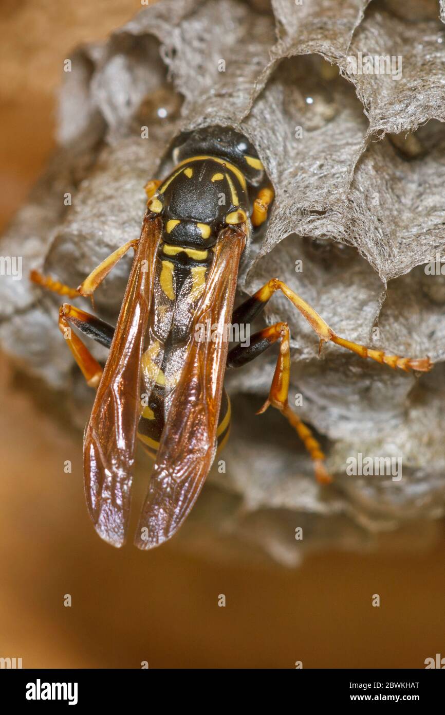 Vespa di carta (Polistes gallica, Polistes dominula), che alimenta le larve nel nido d'aspa, vista dall'alto, Germania Foto Stock