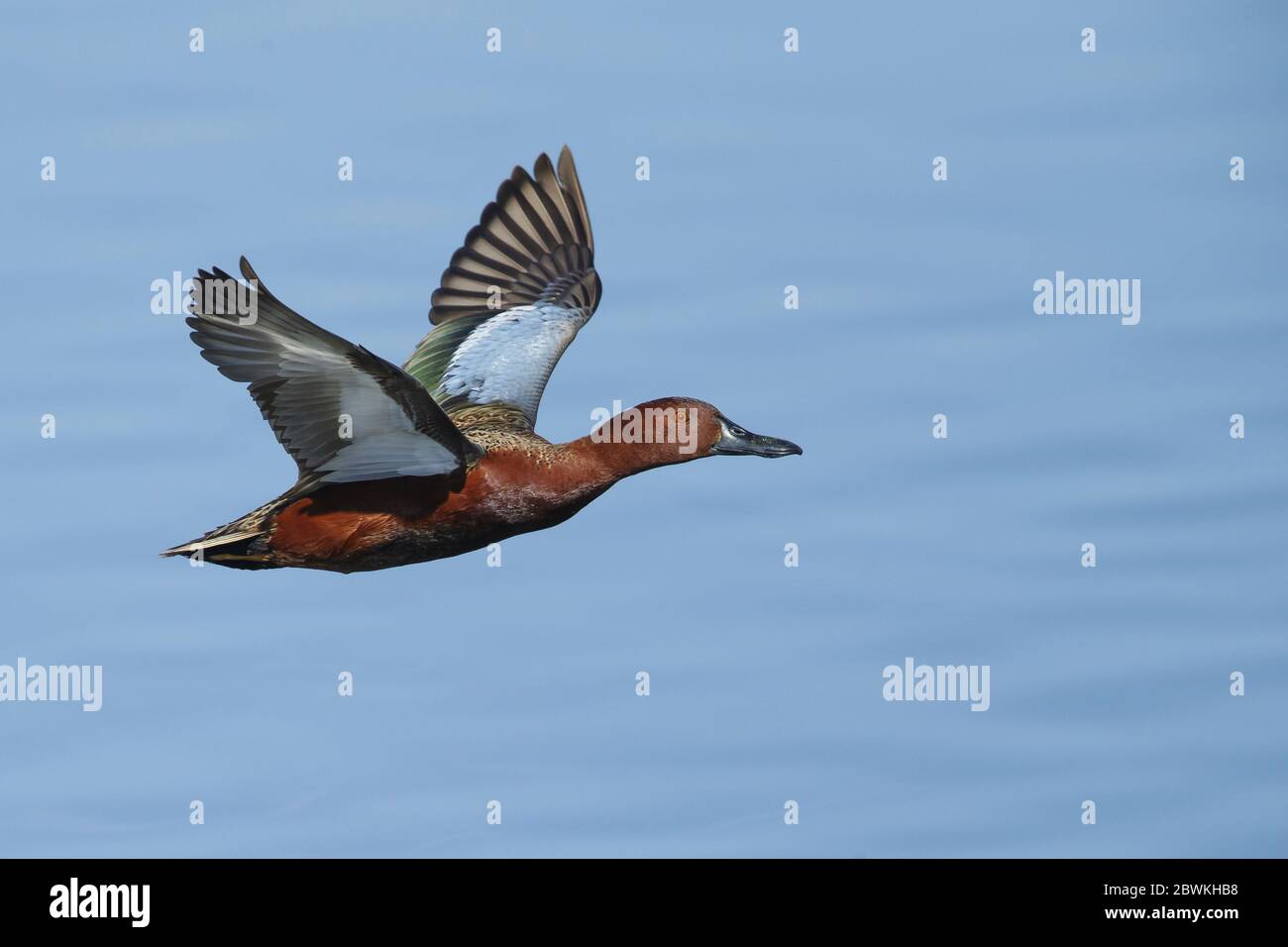 Tepal alla cannella (Anas cyanoptera, spatola cyanoptera), maschio adulto che vola in basso su un lago, Stati Uniti, California, Orange County Foto Stock